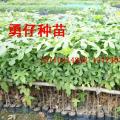 澳洲火焰木