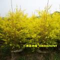 黄金香柳