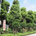 香樟