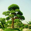 日本罗汉松