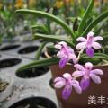 风兰[锋兰]