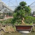 山指甲5 Ligustrum