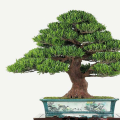 罗汉松
