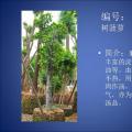 大树菠萝