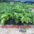 黄花梨