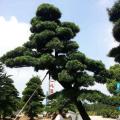 日本罗汉松