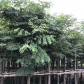 栾树