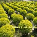 黄金香柳