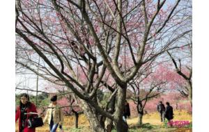 湖州：长兴林城第十届梅花节日前开幕