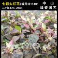 七彩大红花