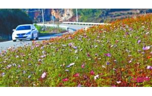 湖南：花垣县现景观公路 栽植花卉苗木