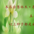 凤凰木