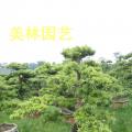 台湾罗汉松