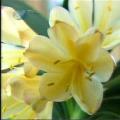 沈阳黄花花艺君子兰