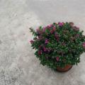 雪茄花