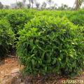 非洲茉莉
