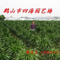 龙血树
