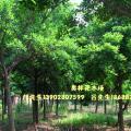 和顺树