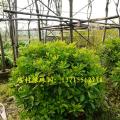 非洲茉莉球