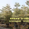锦叶榄仁