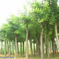 供应国槐，刺槐，杨树，香花槐，皂角树