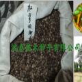 加拿利海枣种子价格