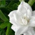 大叶栀子花