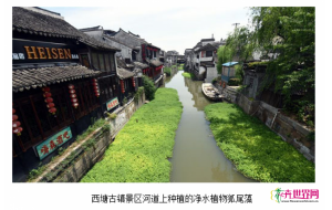 浙江西塘古镇：种植狐尾藻 具有较高的净水效果