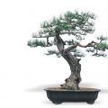 松的风采