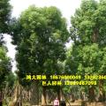 香樟树，大树假植区