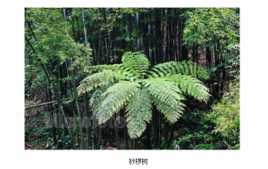 贵阳：30株国家一级保护植物桫椤树被当草除掉