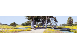 【植物设计】空间营造与种植方式基础知识