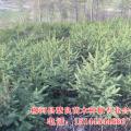 其它松柏杉竹