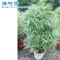 五彩竹