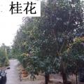 桂花、四季桂