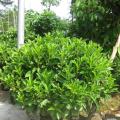 非洲茉莉