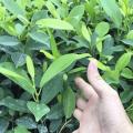 黄榕