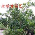 巴西甜樱桃