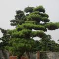 黑松