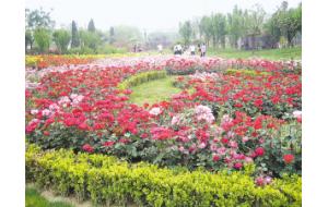 为期十天的郑州第十四届月季花展26日开幕