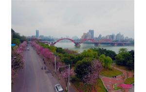 广西：20万株紫荆花盛放 柳州变身花园城市