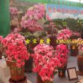 杜鹃花（中山绿博园展览会）
