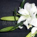 百合花