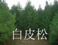白皮松