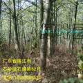 发财树
