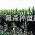 丁香