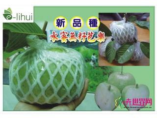 水蜜番石榴树