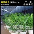 袖珍椰子