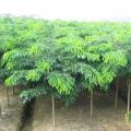 印度紫檀