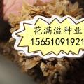 红枫